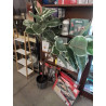 PLANTE ARTIFICIELLE 